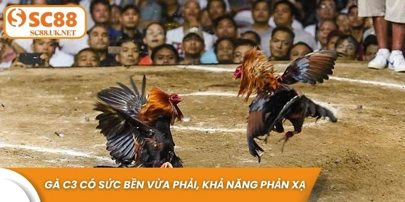 Gà C3 có sức bền vừa phải, khả năng phản xạ nhanh và lối đánh linh hoạt