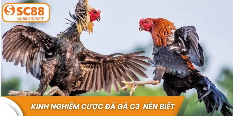 Kinh nghiệm cược đá gà C3 anh em nên biết