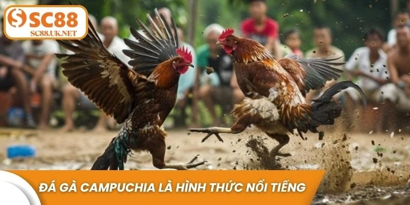 Đá gà Campuchia là hình thức chọi gà truyền thống nổi tiếng