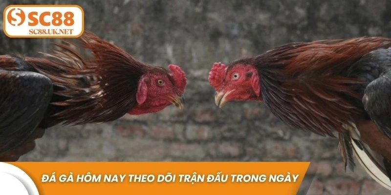 Đá gà hôm nay là hình thức theo dõi và tham gia các trận đấu diễn ra trong ngày 