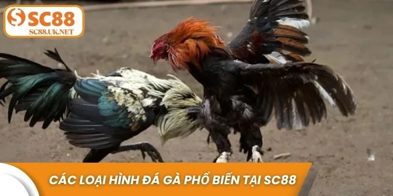 Các loại hình đá gà phổ biến tại SC88