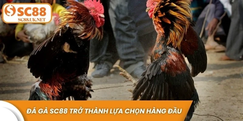 Đá gà SC88 trở thành lựa chọn hàng đầu cho người yêu thích cá cược