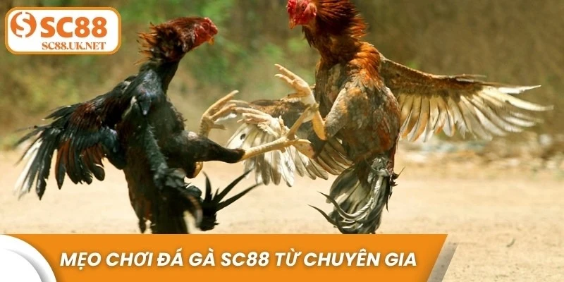 Mẹo chơi đá gà SC88 hiệu quả từ chuyên gia