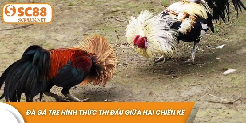 Đá gà tre là hình thức thi đấu giữa hai chiến kê nhanh nhẹn và có sức bền ấn tượng