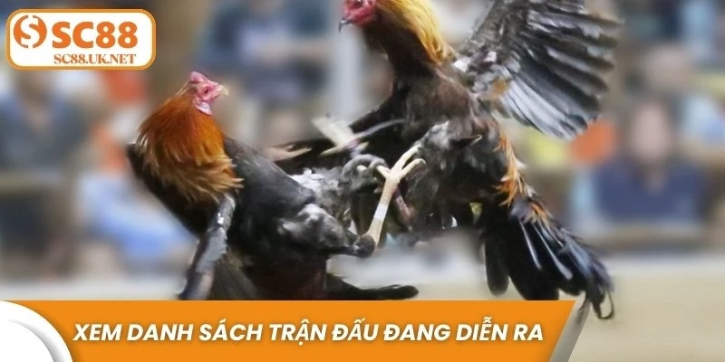 Sau khi đăng nhập, hãy xem danh sách các trận đấu đang diễn ra hoặc sắp tới