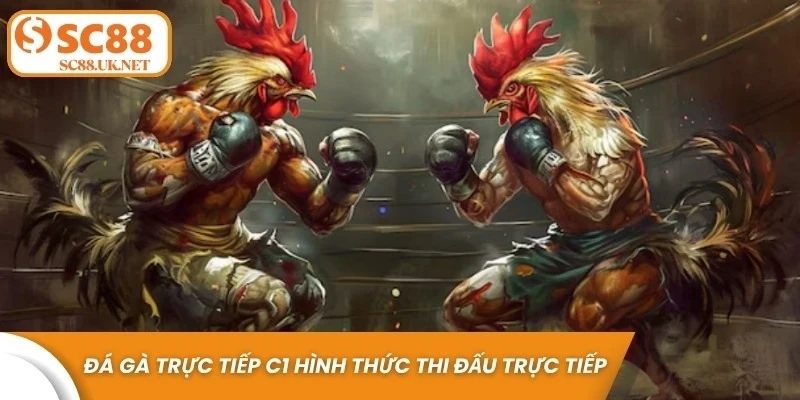 Đá gà trực tiếp C1 là hình thức thi đấu gà chọi được truyền hình trực tiếp