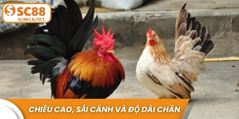 Chiều cao, sải cánh và độ dài chân là những yếu tố quan trọng