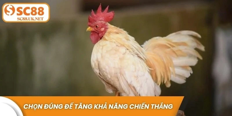 Chọn đúng gà tre đá cựa giúp tăng khả năng chiến thắng 