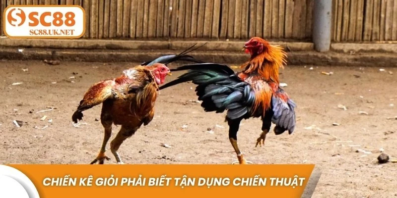 Một chiến kê giỏi còn phải biết tận dụng chiến thuật di chuyển thông minh 