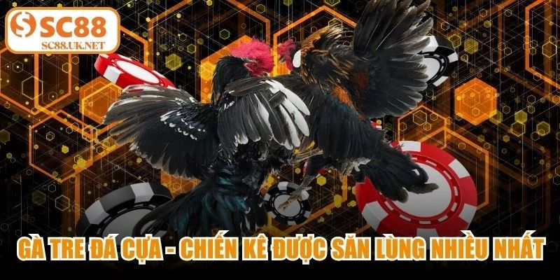 Gà Tre Đá Cựa - Chiến Kê Được Săn Lùng Nhiều Nhất