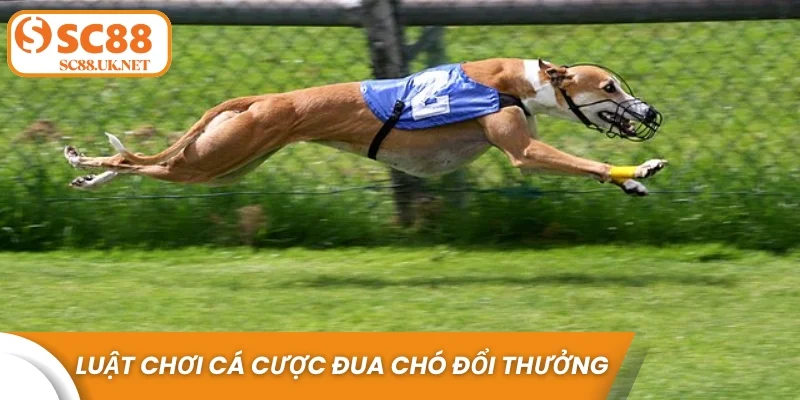 Luật chơi cá cược đua chó đổi thưởng