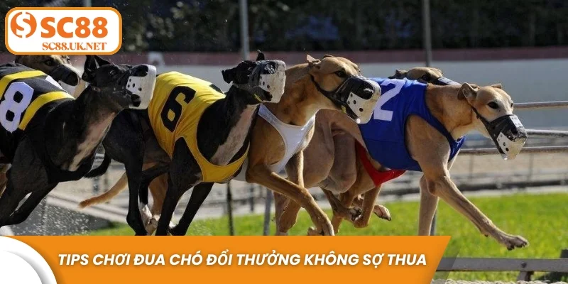 Tips chơi đua chó đổi thưởng không sợ thua