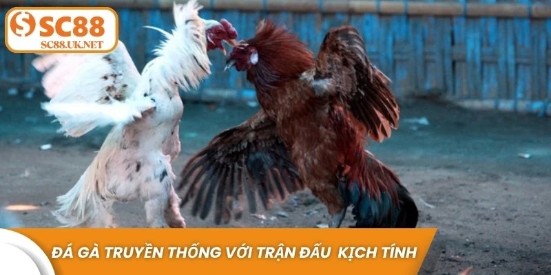 Đá gà truyền thống với những trận đấu trực tiếp kịch tính